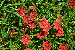 Twinklebells Red Tickseed (Coreopsis rosea 'URITW03') at A Very Successful Garden Center
