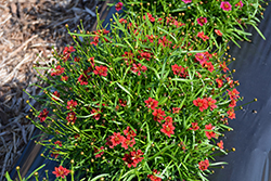 Twinklebells Red Tickseed (Coreopsis rosea 'URITW03') at Lakeshore Garden Centres
