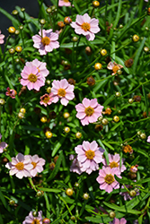 Twinklebells Pink Tickseed (Coreopsis rosea 'URITW02') at Stonegate Gardens