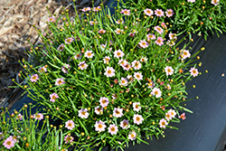 Twinklebells Pink Tickseed (Coreopsis rosea 'URITW02') at A Very Successful Garden Center