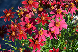 Bloomsation Dragon Tickseed (Coreopsis rosea 'URIBL01') at A Very Successful Garden Center