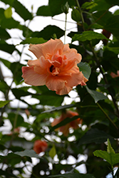 Apricot Parade Hibiscus (Hibiscus rosa-sinensis 'Apricot Parade') at A Very Successful Garden Center