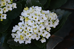 White Kalanchoe (Kalanchoe blossfeldiana 'White') at A Very Successful Garden Center