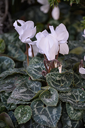 Smartiz Pure White Cyclamen (Cyclamen 'Smartiz Pure White') at A Very Successful Garden Center