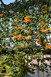 Flame Vine (Pyrostegia venusta) at A Very Successful Garden Center