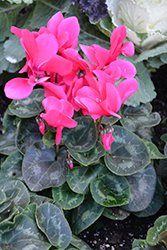 Metis Rose Shades Cyclamen (Cyclamen 'Metis Rose Shades') at A Very Successful Garden Center