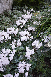 Metis Pure White Cyclamen (Cyclamen 'Metis Pure White') at A Very Successful Garden Center