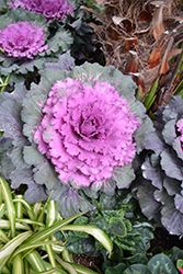Osaka Red Ornamental Cabbage (Brassica oleracea 'Osaka Red') at A Very Successful Garden Center