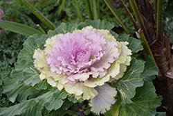 Osaka Pink Ornamental Cabbage (Brassica oleracea 'Osaka Pink') at A Very Successful Garden Center