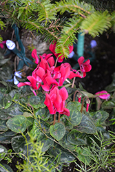 Smartiz Deep Rose Cyclamen (Cyclamen 'Smartiz Deep Rose') at A Very Successful Garden Center