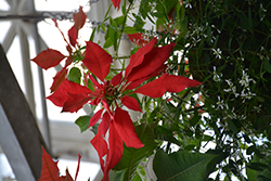 St. Louis Red Garden Poinsettia (Euphorbia pulcherrima 'St. Louis Red') at A Very Successful Garden Center