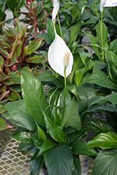 Sensation Peace Lily (Spathiphyllum 'Sensation') at A Very Successful Garden Center