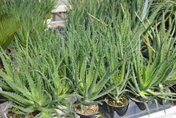 Aloe Vera (Aloe barbadensis) at A Very Successful Garden Center