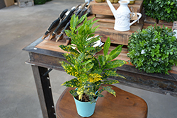 Gold Dust Variegated Croton (Codiaeum variegatum 'Gold Dust') at Golden Acre Home & Garden