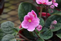 Hybrid Pink African Violet (Saintpaulia 'Hybrid Pink') at A Very Successful Garden Center