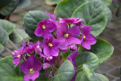 Hybrid Purple African Violet (Saintpaulia 'Hybrid Purple') at A Very Successful Garden Center