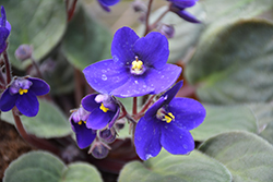 Hybrid Blue African Violet (Saintpaulia 'Hybrid Blue') at A Very Successful Garden Center