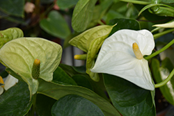 Sierra White Anthurium (Anthurium 'Sierra White') at A Very Successful Garden Center