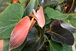 Pink Champion Anthurium (Anthurium 'Pink Champion') at A Very Successful Garden Center