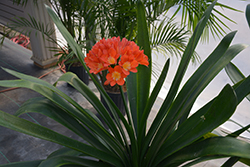 Bush Lily (clivia x miniata) at A Very Successful Garden Center