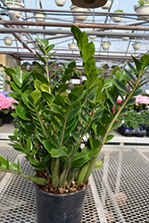 ZZ Plant (Zamioculcas zamiifolia) at A Very Successful Garden Center