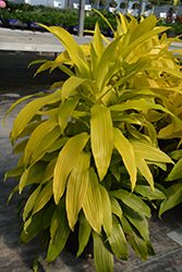 Limelight Dracaena (Dracaena fragrans 'Limelight') at A Very Successful Garden Center