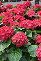 Hot Red Hydrangea (Hydrangea macrophylla 'Hot Red') at A Very Successful Garden Center