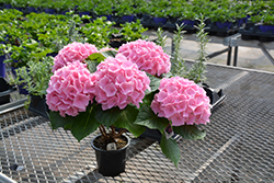 Pink Sensation Hydrangea (Hydrangea macrophylla 'Pink Sensation') at A Very Successful Garden Center
