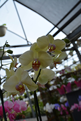 Fancy Fresco Orchid (Phalaenopsis 'Fancy Fresco') at A Very Successful Garden Center