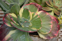 Fantastic Variegated Paddle Plant (Kalanchoe 'Fantastic') at A Very Successful Garden Center