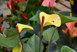 Picasso Yellow Anthurium (Anthurium 'Picasso Yellow') at A Very Successful Garden Center