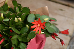 Red Easter Cactus (Hatiora gaertneri 'Red') at A Very Successful Garden Center