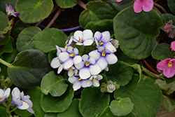 Rob's Penny Ante African Violet (Saintpaulia 'Rob's Penny Ante') at A Very Successful Garden Center