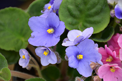 Rob's Twinkle Blue African Violet (Saintpaulia 'Rob's Twinkle Blue') at A Very Successful Garden Center