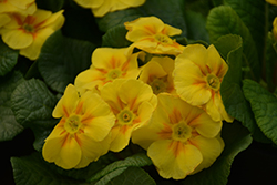 Lorien Yellow Primrose (Primula 'Lorien Yellow') at A Very Successful Garden Center