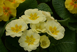 Everlast Primrose (Primula acaulis 'Everlast') at A Very Successful Garden Center