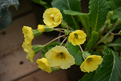 Veristar Light Yellow Primrose (Primula elatior 'Veristar Light Yellow') at A Very Successful Garden Center