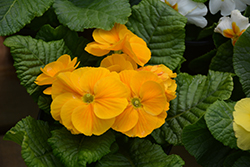 Yellow English Primrose (Primula vulgaris 'Yellow') at A Very Successful Garden Center