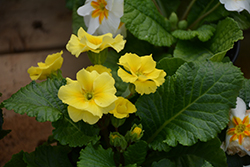 Primera Yellow Primrose (Primula acaulis 'Primera Yellow') at A Very Successful Garden Center