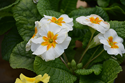Lorien White Primrose (Primula 'Lorien White') at A Very Successful Garden Center