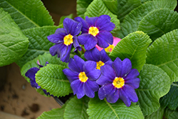 Lorien Blue Primrose (Primula 'Lorien Blue') at A Very Successful Garden Center