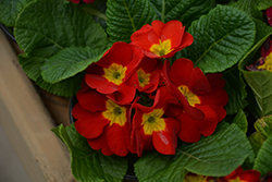 Lorien Red Primrose (Primula 'Lorien Red') at A Very Successful Garden Center