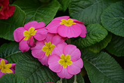 Orion Pink Primrose (Primula acaulis 'Orion Pink') at A Very Successful Garden Center