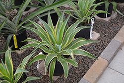 Variegated Smooth Agave (Agave desmetiana 'Variegata') at A Very Successful Garden Center