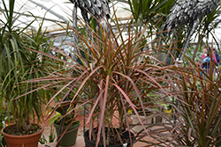 Tricolor Dracaena (Dracaena marginata 'Tricolor') at A Very Successful Garden Center