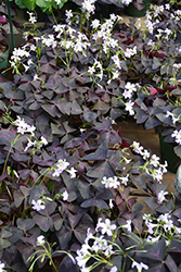 Purple Shamrock (Oxalis triangularis) at A Very Successful Garden Center