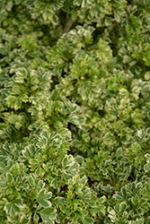 Variegated Ming Aralia (Polyscias fruticosa 'Variegata') at A Very Successful Garden Center