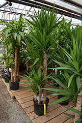 Spineless Yucca (Yucca elephantipes) at A Very Successful Garden Center