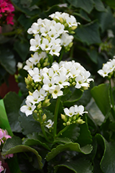 White Kalanchoe (Kalanchoe blossfeldiana 'White') at A Very Successful Garden Center