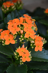 Orange Kalanchoe (Kalanchoe blossfeldiana 'Orange') at A Very Successful Garden Center